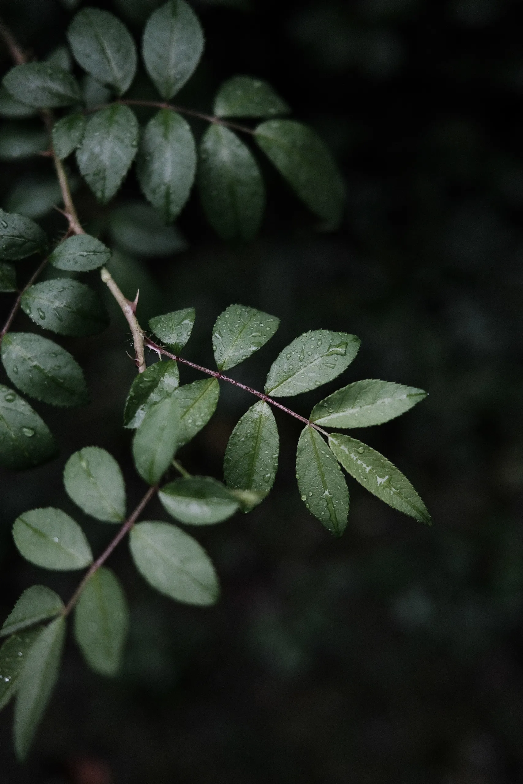 Green leaves against a black background.