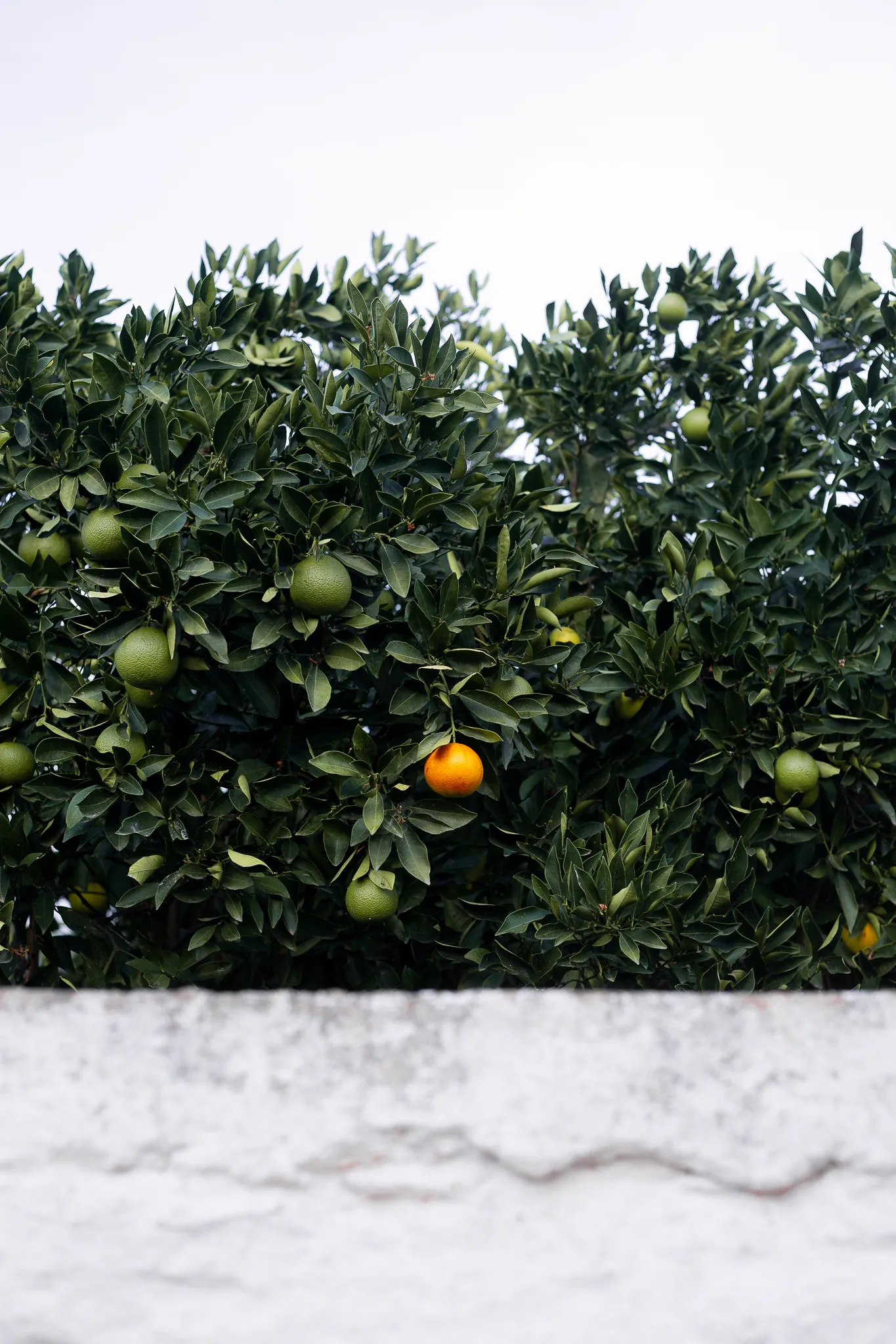 An orange tree behind a white wall.
