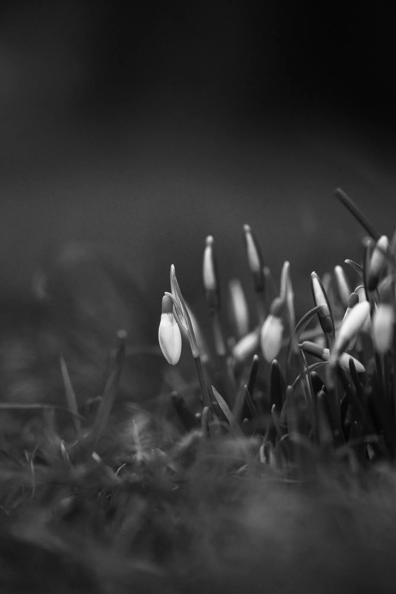 Spring is it you?